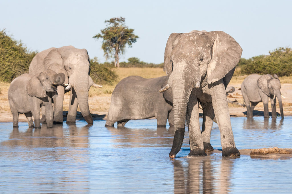 african elephants in chobe national park