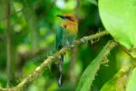 Broad-billed motmot at La Selva Biological station