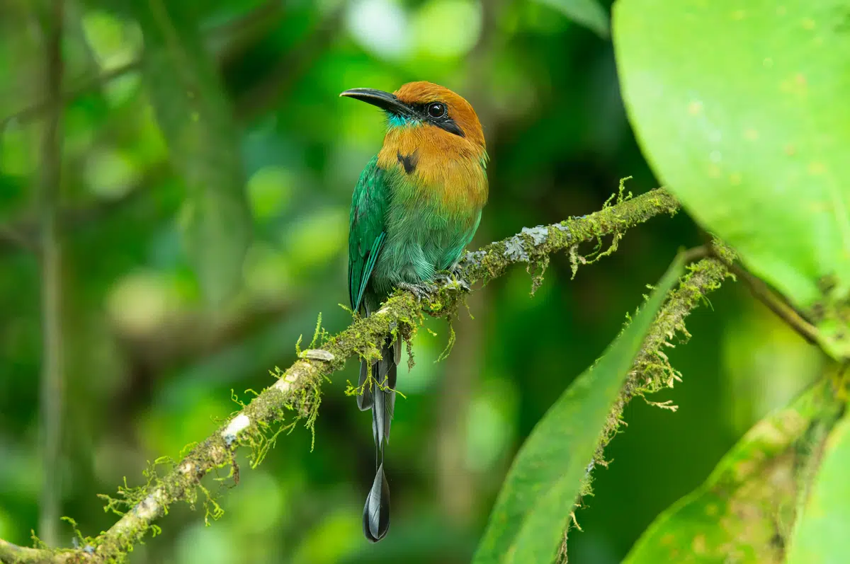 Broad-billed motmot at La Selva Biological station