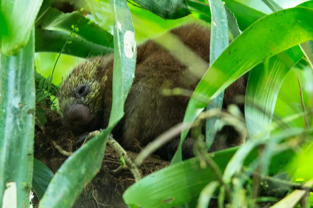 La Selva biological station - Mexican hairy dwarf porcupine
