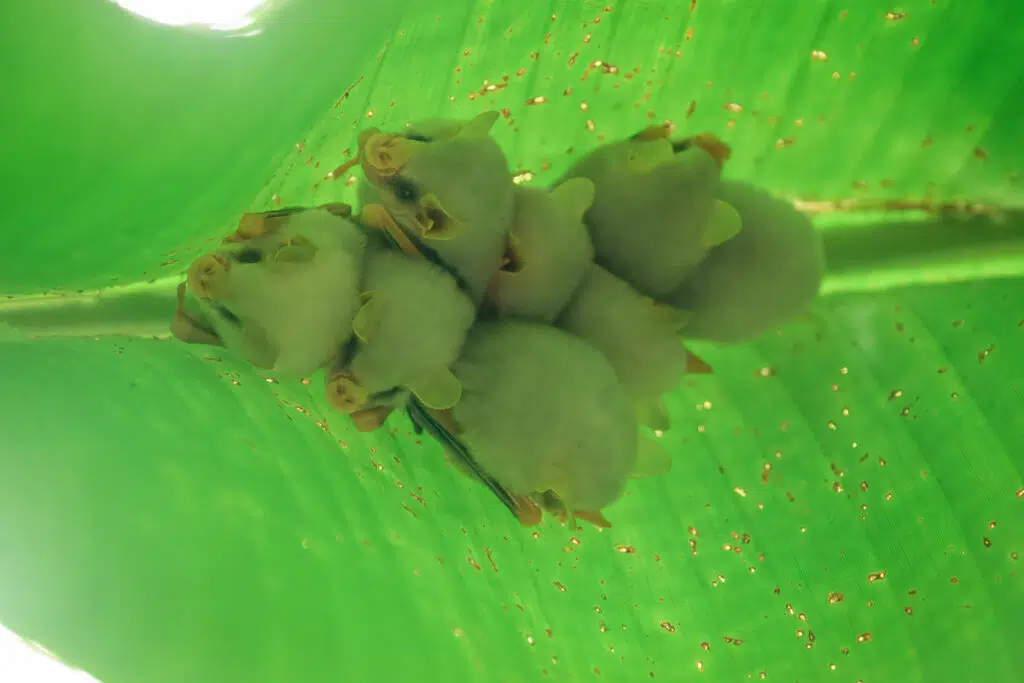 Honduran white bats in La Selva biological station