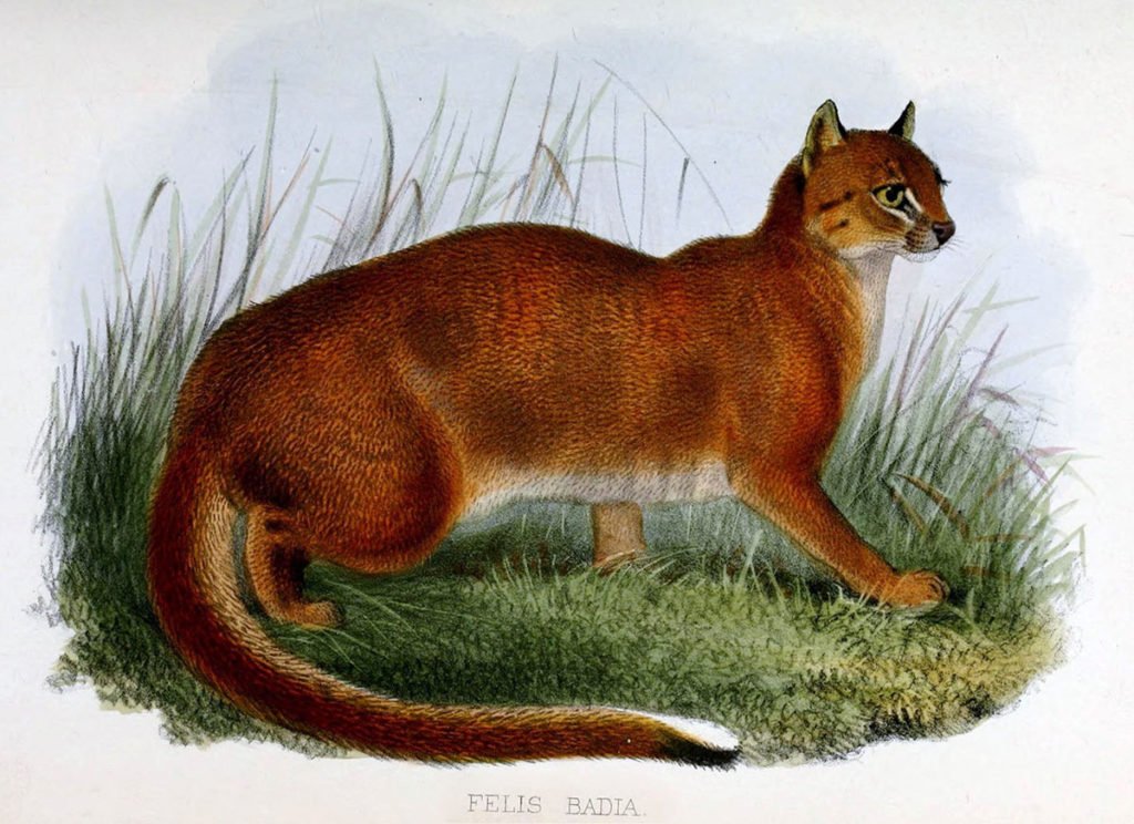 Borneo Bay cat Wikipedia