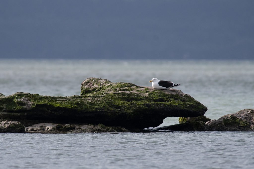 Bird watching in Rotorua - Black-backed gull