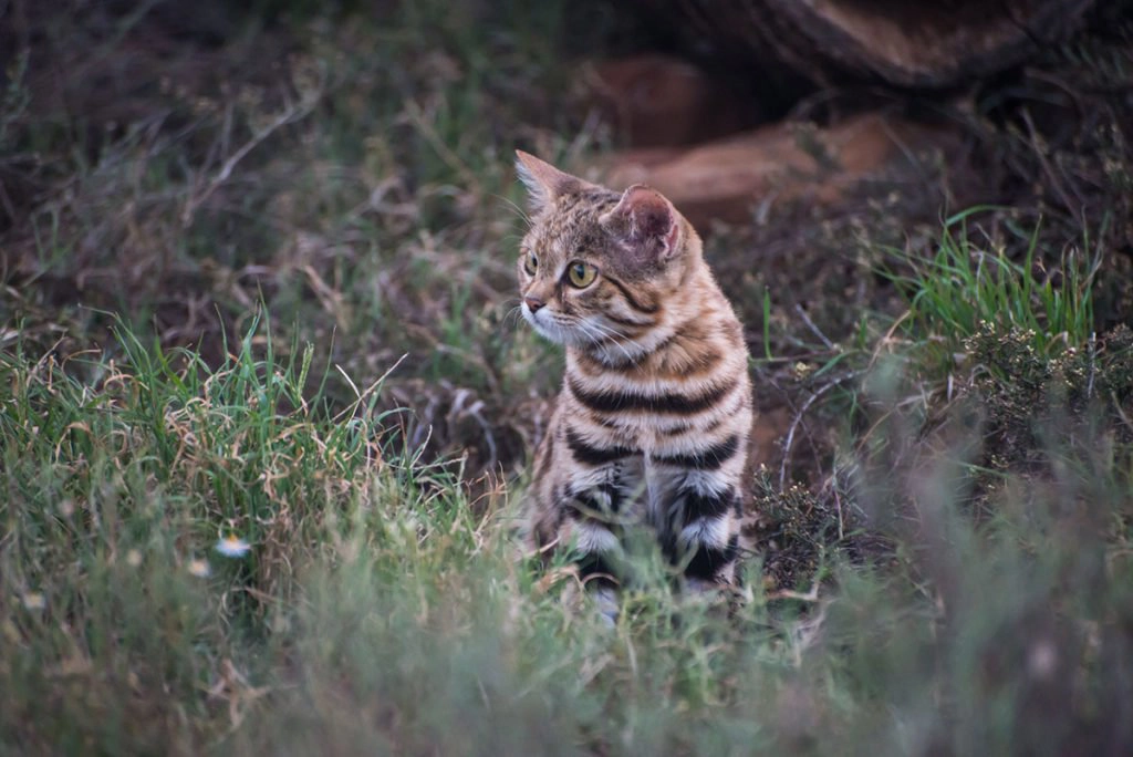 Black-footed cat - wild cats in africa