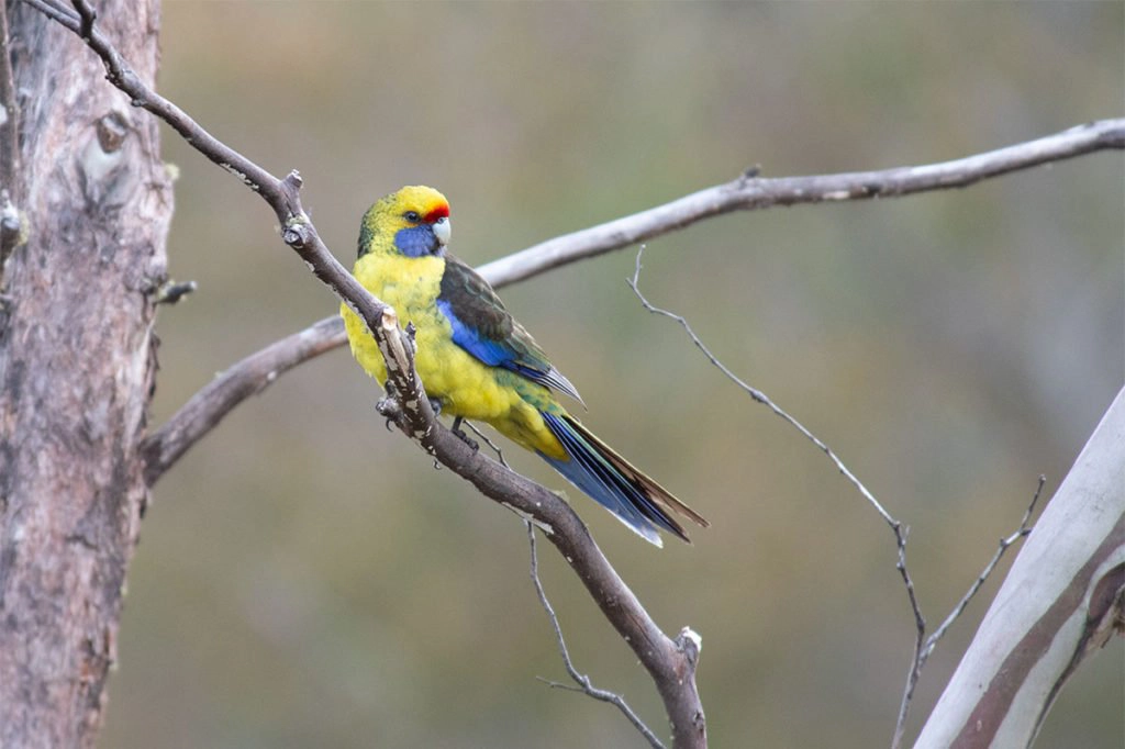 Green rosella on Maria Island, Tasmania