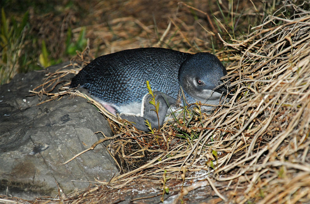 Little penguin on the nest