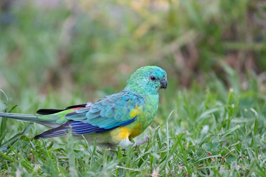 Australian parrots: Red-rumped parrot