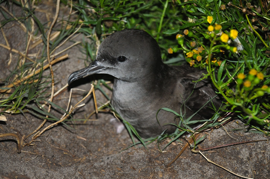 Wedge-tailed sheerwater