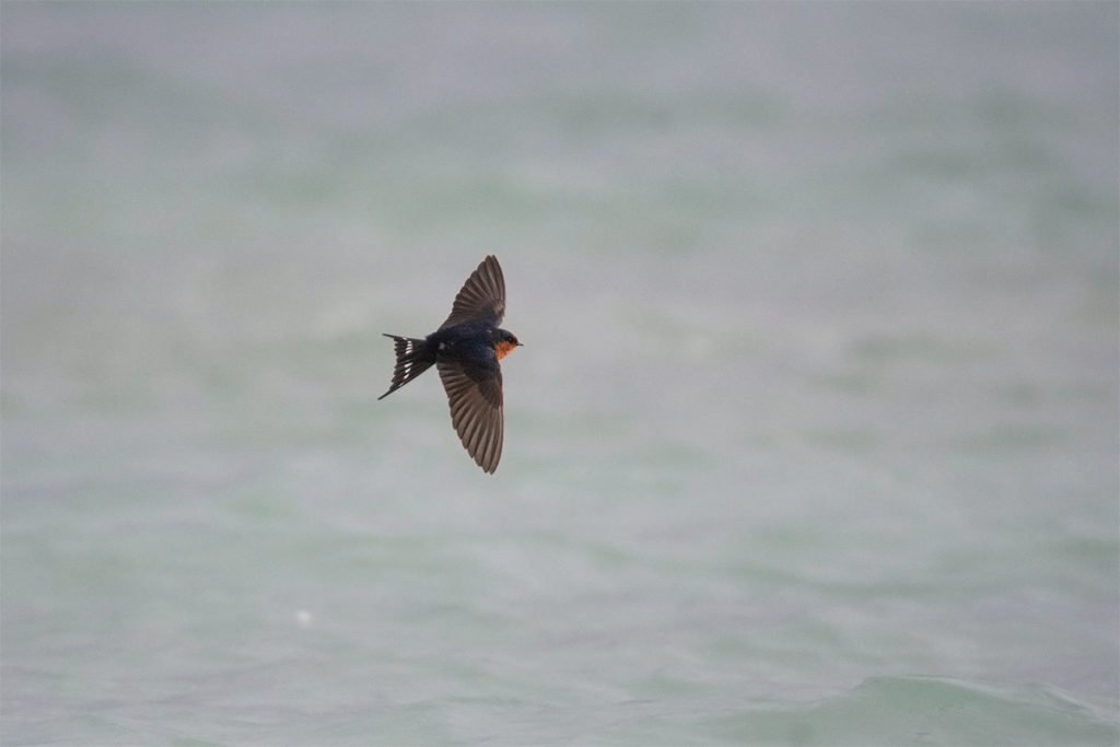 Welcome swallow flying over lake Rotorua