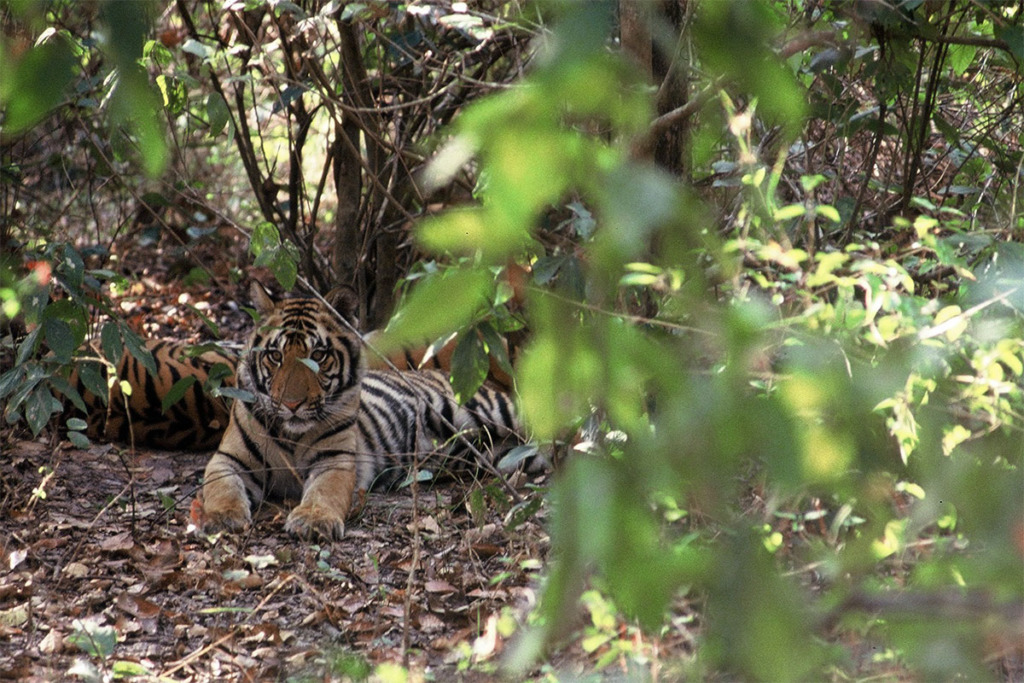 tiger cub in Kanha