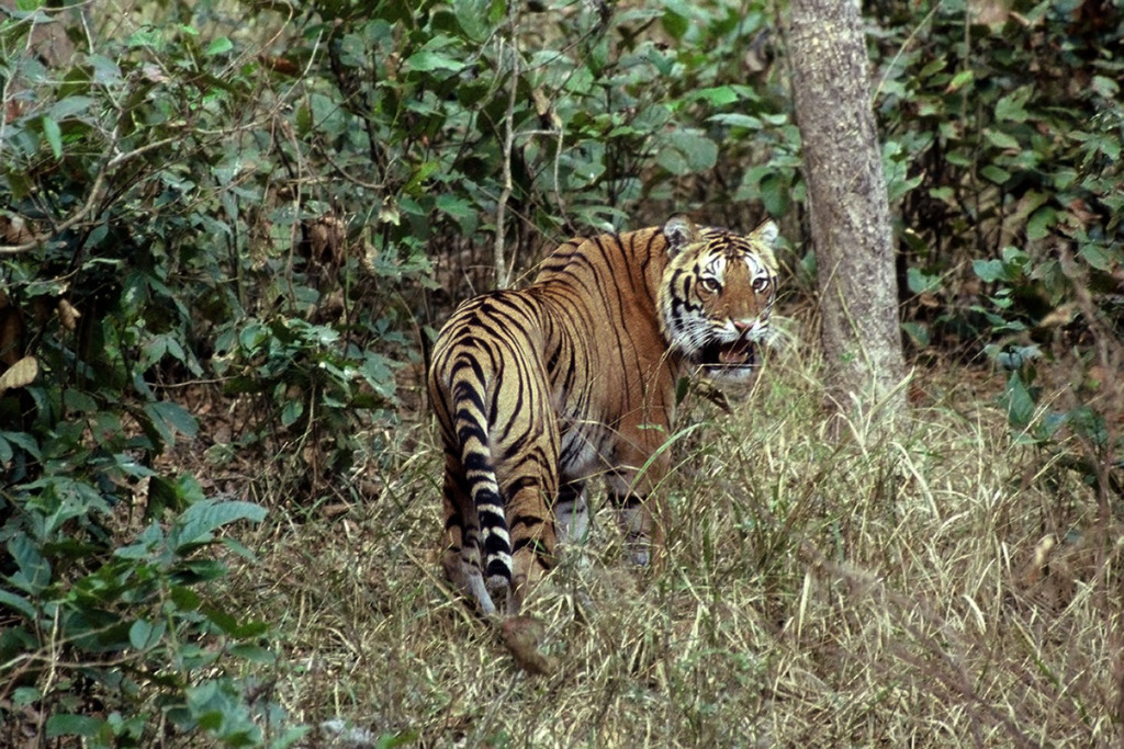 grumpy tiger in kanha