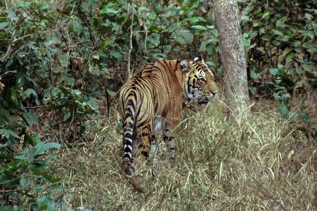 angry tiger in kanha