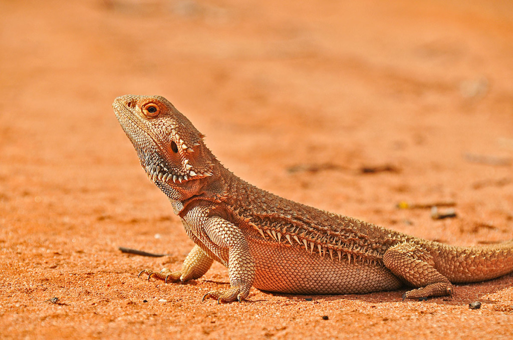 Australian desert reptiles - Bearded dragon