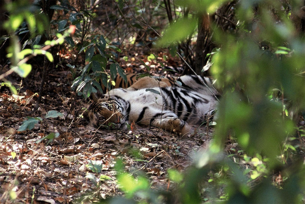 tiger cubs at Kanha