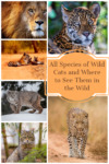 All species of wild cats and where to see them in the wild