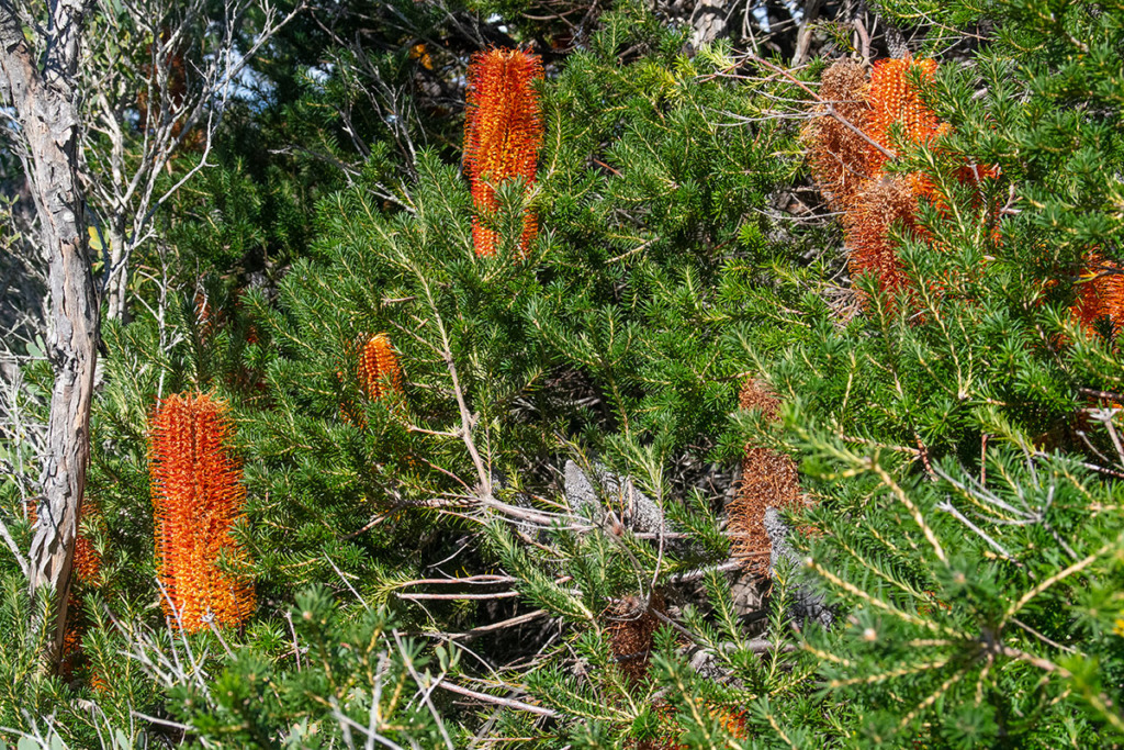Native flowers on Garie Beach to Eagle Rock and Curracurrong Falls Track