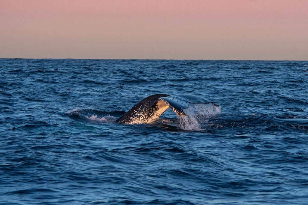 Whale watching in Sydney - fluke-up dive