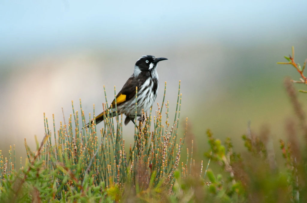 New Holland honeyeater