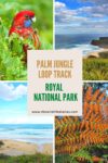 Palm Jungle Loop Track in Royal National Park