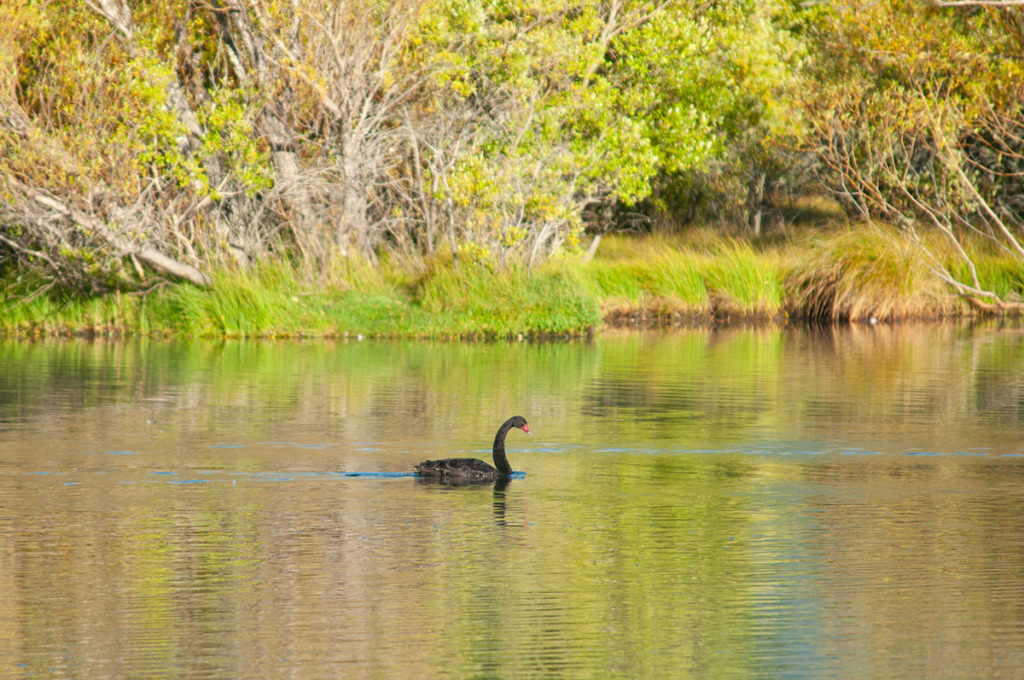 Black swan in Glenorchy