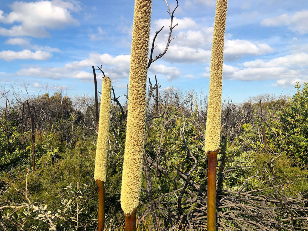 Grass tree shoots on Garie Beach to Eagle Rock and Curracurrong Falls Track