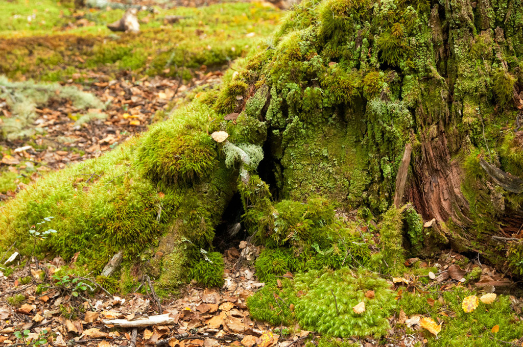 Mossy forest in Glenorchy