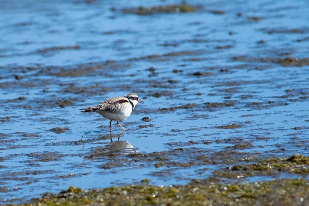 Black-fronted dottorel at Sydney Olympic Park