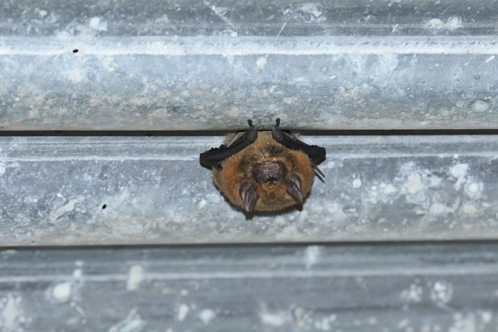Wildlife of uluru - Broad-nosed bat