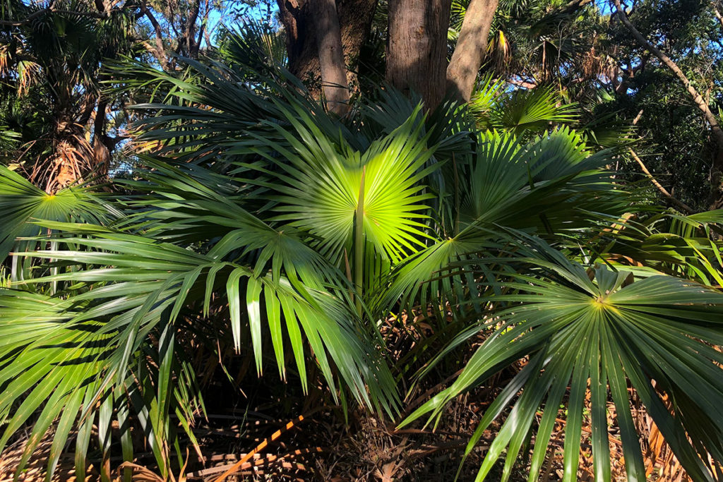 Cabbage tree palm in Palm Jungle