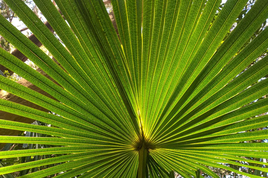 Cabbage tree palm