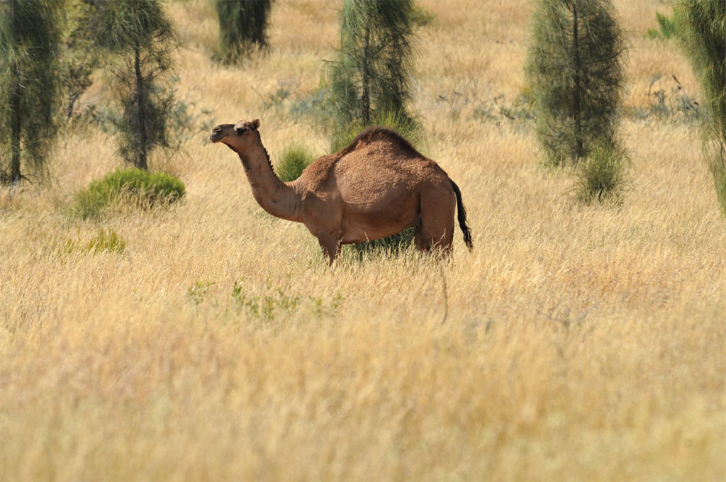 Camel at Uluru
