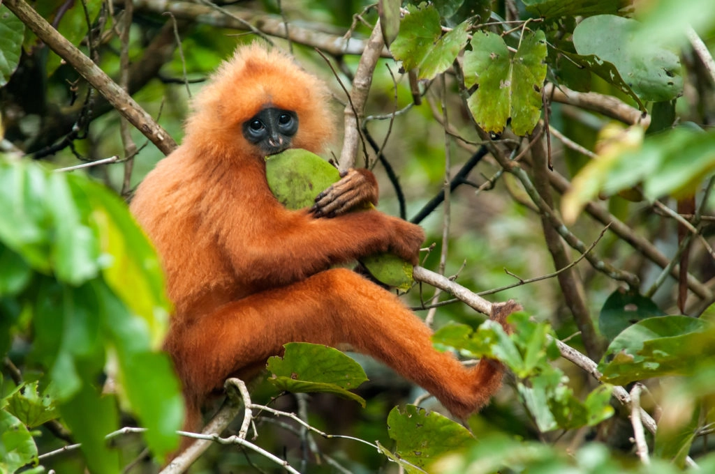 Maroon langur in Danum Valley