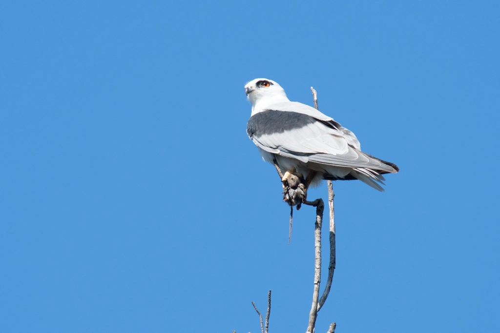 Black-shouldered kite at Sydney Olympic Park