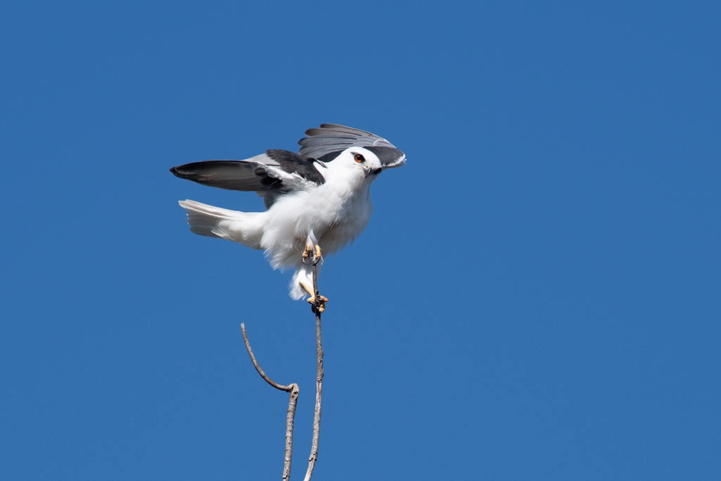 Black-shouldered kite at Sydney Olympic Park