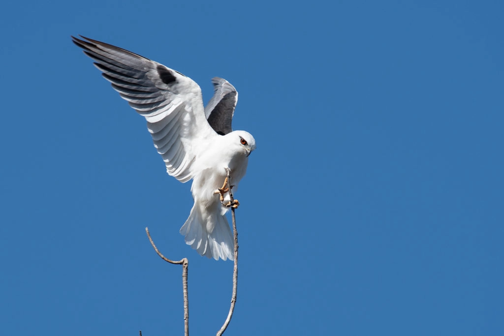 Black-shouldered kite