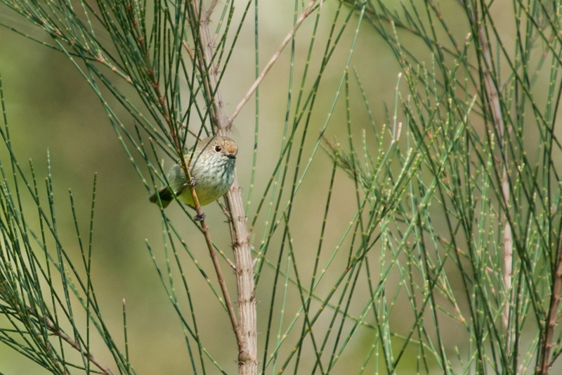 Thornbill