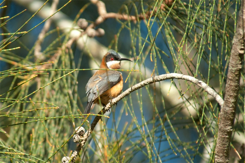 Birds of Watagans - Eastern Spinebill