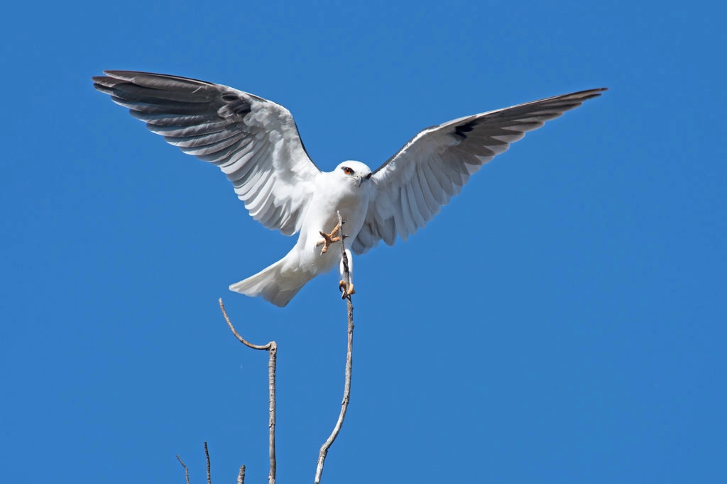Black-shouldered kite at Sydney Olympic Park