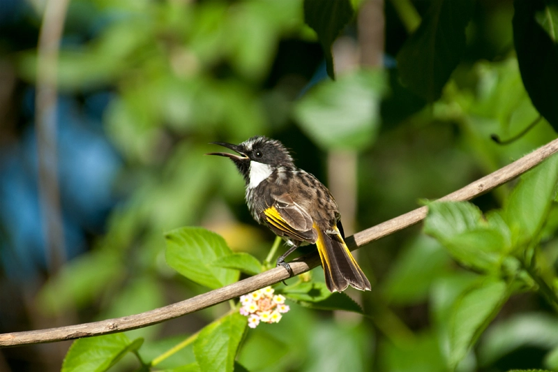 White-cheeked honeyeater in the Watagans