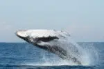 Whale watching in Drake Bay - Humpback whale breaching