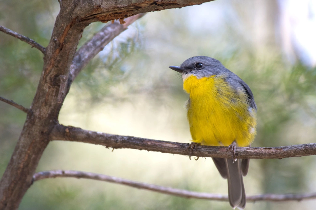 Eastern Yellow robin at Leura Cascades