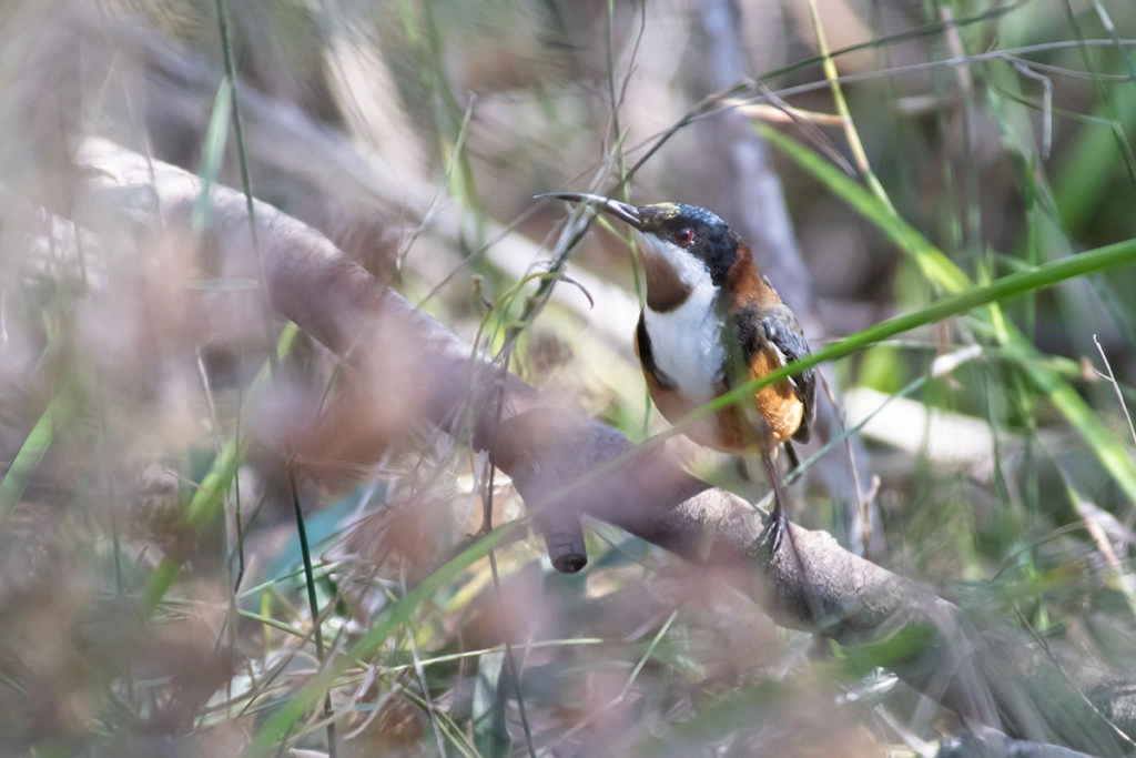 Eastern spinebill on Palm Jungle loop track