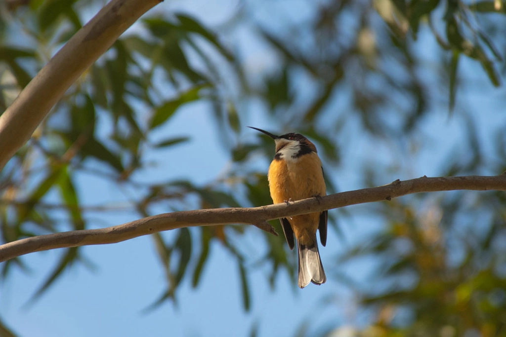 Eastern spinebill on Prince Henry walk