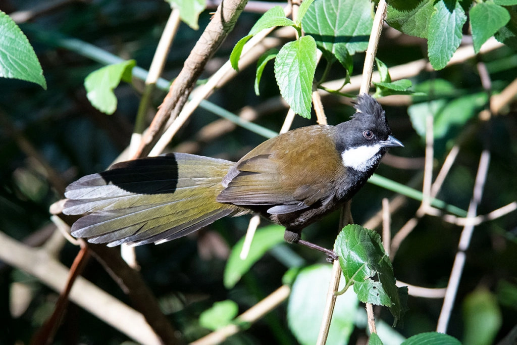 Eastern whipbird