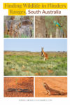 Finding wildlife in Flinders Ranges