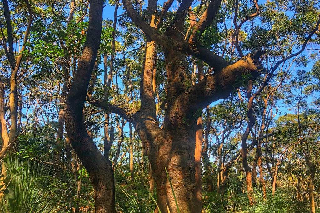Sydney Red Gum in Royal National Park
