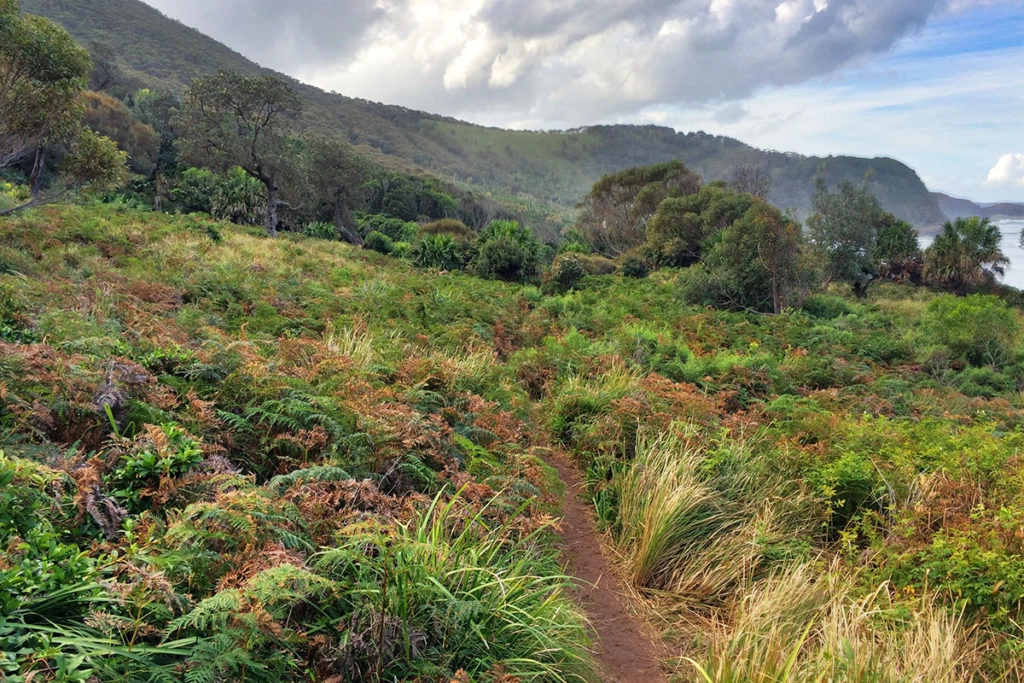 grassland before Burning Palms beach