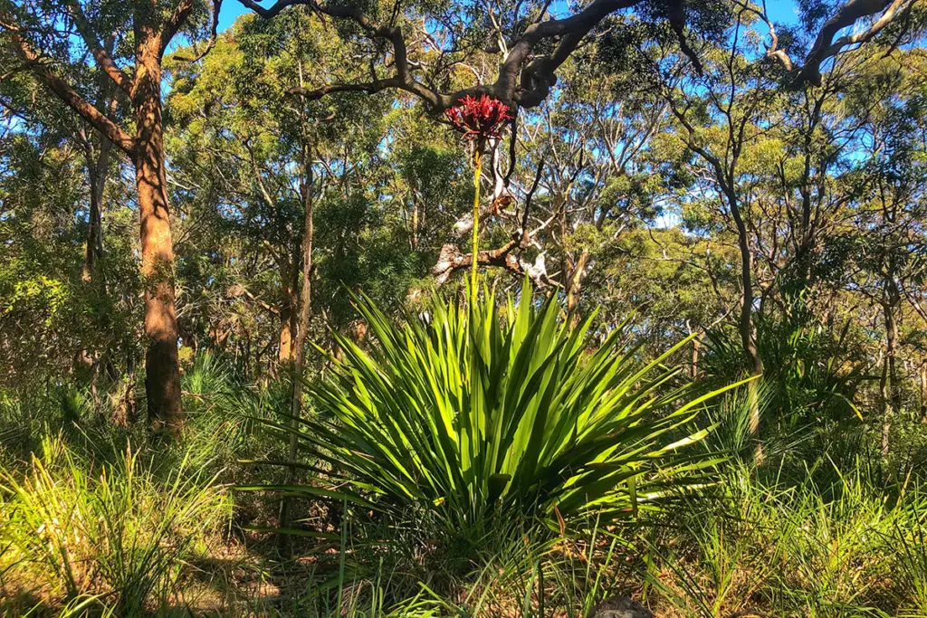 Gymea Lily