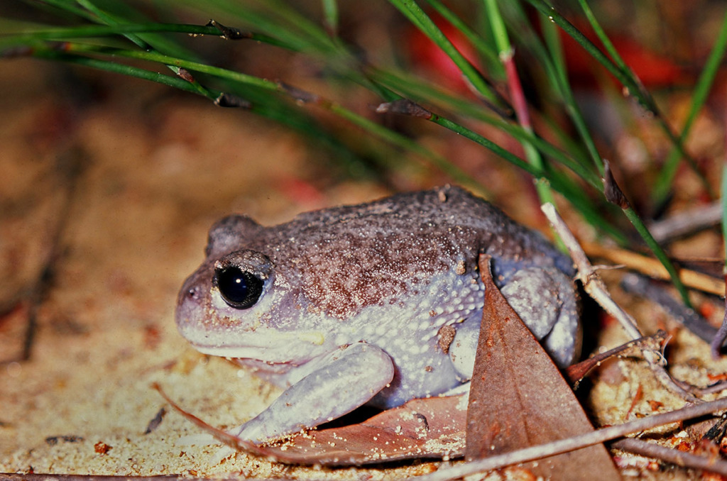 Giant burrowing frog