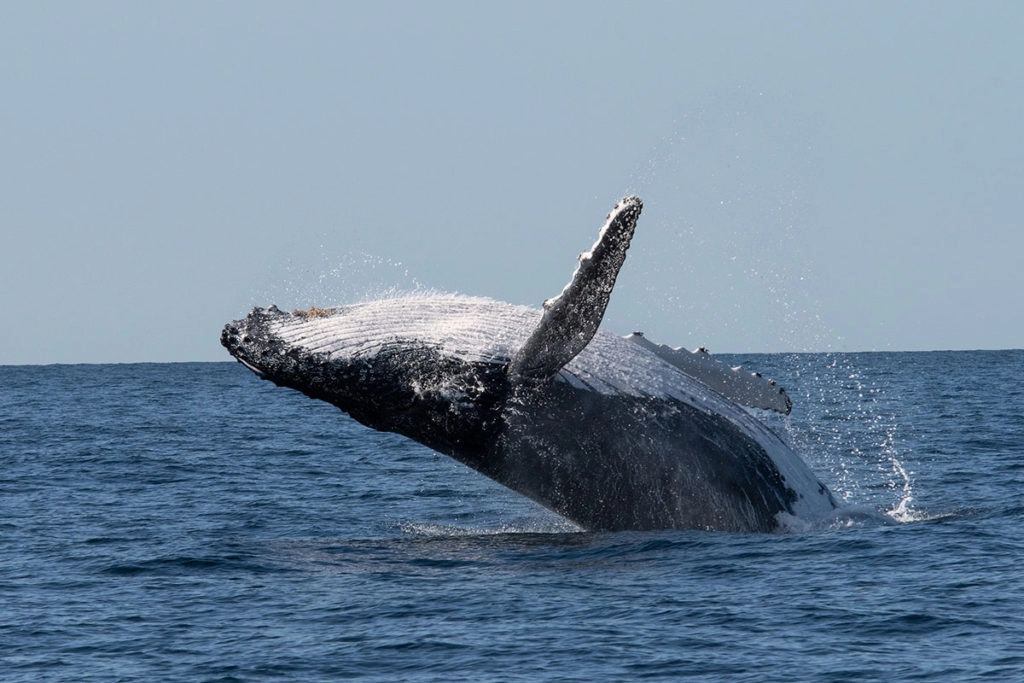 Humpback whale breaching